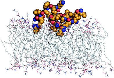 MD simulation of peptide dendrimer H1:POPC membrane interaction. The model represents the last frame obtained from 100 ns MD simulation using NPγT ensemble at 300 K using the OPLS-AA force field. Six of the eight N-terminal leucine protonated amines form H-bonds with anionic phospholipid head groups, while their side chains have inserted into the lipid bilayer.