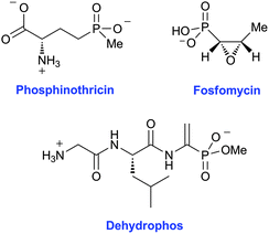 Structures of fosfomycin, dehydrophos, and phosphinothricin.