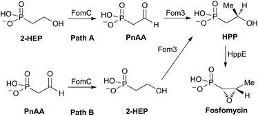 Proposed pathways for the biosynthesis of fosfomycin.