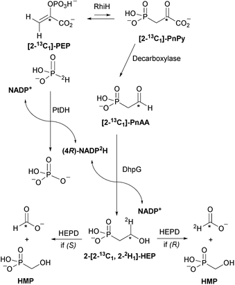 Outline of the strategy used to determine the stereochemistry of DhpG-catalyzed reduction of PnAA.