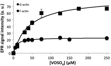 
          Titration of both G-actin and F-actin with vanadyl. EPR intensities from the transition peak mi = −1/2 perpendicular line, of 50 μM G-actin (●) or 30 μM F-actin (■) versus concentrations of vanadyl sulfate. Medium containing 2 mM Tris (pH 7.5) and 0.2 mM CaCl2. Data are plotted as means ± SD. The results shown are the average of triplicate experiments.