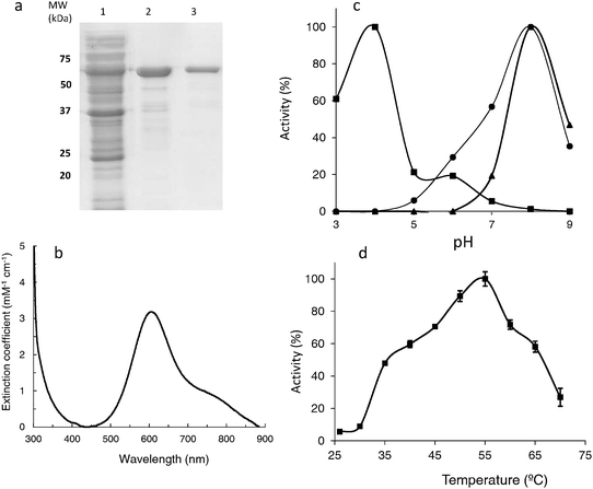 (a) SDS-PAGE analysis of McoC purified from recombinant E. coli LOM418. Lane 1, protein mixture before purification, Lane 2, McoC after the first step of purification (SP-sepharose pH 7.6), Lane 3, McoC after the second purification step (Superdex 200 pH 7.6). (b) UV-visible spectra of purified McoC. (c) pH profile for catalytic activities using as substrates ABTS (full squares), 2,6-DMP (full circles) and SGZ (full triangles) of recombinant McoC. (d) Effect of temperature on the activity of recombinant purified McoC. The enzyme activity was assayed at each temperature in 100 mM Briton Robinson buffer (pH 4.0) in the presence of 2 mM ABTS. Activity was monitored at 420 nm.