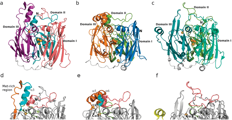 Overall three-dimensional structure of McoC (a, d), CueO (PDB:1N68)19 (b, e) and CotA laccase (PDB:1W6L)15 (c, f). Upper panel (a–c): Tripartite cupredoxin-domain organization with the mononuclear T1 Cu site located in domain 3 and the trinuclear cluster placed at the interface between domains 1 and 3. Lower panel (d–f): Major structural differences are observed at the protein surface, near the T1 Cu site. Highlighted are secondary structure elements interfering with the access to this site: N-terminal loop and other loops; α-helices; and Met-rich regions. The same colour code is used for corresponding regions between structures. Cu ions are represented as dark-yellow spheres, with a fifth regulatory Cu ion (rCu) identified in the CueO structure, near the T1 Cu site, and a sixth one near the exit channel with no apparent functional importance and only partially occupied.19