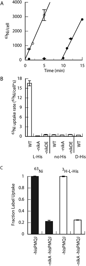 The effect of l-histidine on Ni-uptake in E. coli. (A) The initial rate of 63Ni uptake. l-His (400 μM final) was added at t = 0 or 10 min to cells already containing 5 nM 63NiCl2. The initial rate is ∼10 Ni per cell per s. (B) The effect of different nik operon mutants on 63Ni uptake. Different strains were incubated with 20 nM 63NiCl2 (2.5 min) without or with l- or d-His (400 μM final). (C) 3H-l-His uptake in wild type and ΔnikA cells. All strains in this panel lack the hisPMQJ operon (denoted-hisPMQJ), which encodes the high-affinity l-His transporter.22 Final concentrations were 63NiCl2 or NiCl2 (250 nM) and 3H-l-His or l-His (1 μM). Cells were grown at 37 °C for 14–16 h.