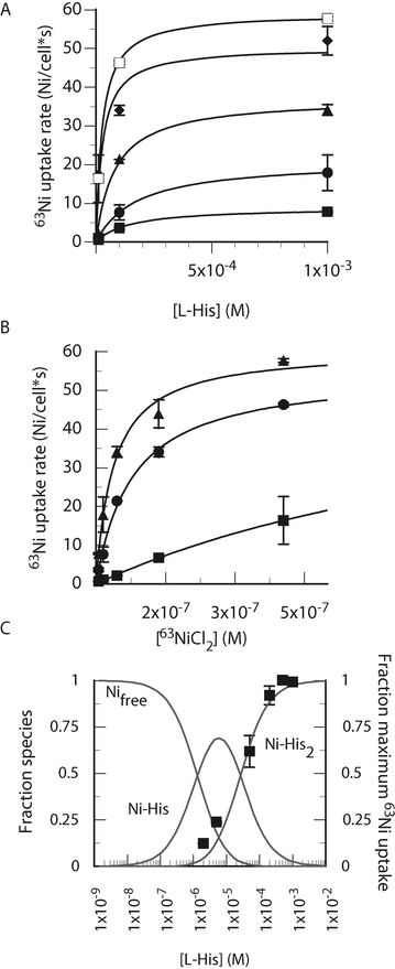 
            l-His dependent Ni-uptake is saturable as a function of Ni-(l-His2) concentration. (A) and (B) l-His was present at 10, 100, or 1000 μM and 63NiCl2 was added at 5, 15, 45, 135, or 405 nM. The resulting plots of initial rate vs. [l-His] or [NiCl2] were fit to the Michaelis–Menton equation. (C) The speciation of Ni with l-His based on the affinity constants (Ni-His, 105.88; Ni-His2, 104.59) determined in phosphate buffer by ITC25 is shown with the grey lines. The plotted points (filled squares) correspond to initial uptake rates for 15 nM 63NiCl2 and l-His concentrations from 2 μM to 1 mM.