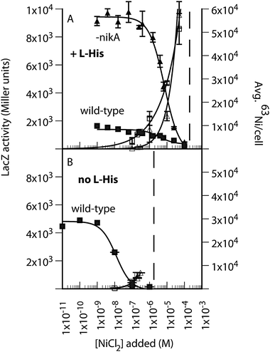 The effect of l-His on nickel-dependent gene regulation in E. coli. (A) 63Ni accumulation (open symbols) and PNik-lacZ expression (closed symbols) in wild-type (squares) and ΔnikA (triangles) E. coli grown in M63 minimal medium (14–16 h) in the presence of 400 μM l-His. (B) The same experiment in the absence of l-His. Left axis, LacZ activity (Miller units), which decreases with increasing added NiCl2. Right axis, average 63Ni per cell, which increases with added NiCl2. The y-axes in Panels A and B are to the same scale for the corresponding measured value. The dashed lines represent the NiCl2 concentration at which overnight growth was reduced by greater than 10% based on final OD600 values.