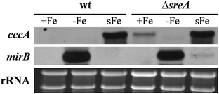 Expression of cccA is induced by iron excess. For Northern analysis of cccA, A. fumigatus wt and ΔsreA strains were grown for 24 h in liquid flask cultures under iron-depleted (−Fe), iron-replete conditions (+Fe; 30 μM FeSO4) or shifted from −Fe to 0.1 mM FeSO4 for 1 h (sFe) to force excessive iron uptake. Ethidium bromide-stained rRNA is shown as a control for loading and quality of RNA. As a control for the cellular iron status, Northern analysis was also performed with the siderophore transporter-encoding mirB gene, the expression of which is repressed by iron.13