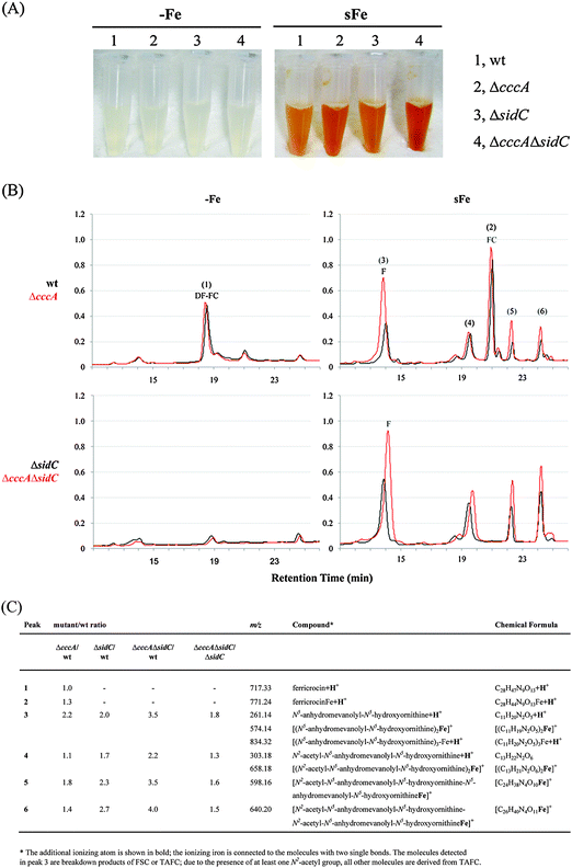 Deficiency in FC, CccA, and in particular both increases the cellular content in FSC/TAFC breakdown products. A. fumigatus wt, ΔcccA, ΔsidC, and ΔcccAΔsidC were grown in liquid cultures for 20 h at 37 °C under iron starvation (−Fe). Subsequently, FeSO4 was added to a final concentration of 0.1 mM and cultures were incubated for another 4 h (sFe). (A) Pictures of cell extracts (50 mg dry weight in 1 ml) before and after the iron shift. The orange coloring indicates the presence of siderophores and/or their degradation products.7 (B) Representative reversed-phase HPLC analysis (absorption at 210 nm in milliabsorption units) of the intracellular siderophore content comparing ΔcccA (in red) and wt (in black) as well as ΔcccAΔsidC (in red) and ΔsidC (in black) during −Fe and sFe, respectively. (C) The detected compounds were analyzed by mass spectrometry and the abundance of the sFe compounds was normalized to that of the wt. The data represent the mean from three experiments; the SD did not exceed 15%.