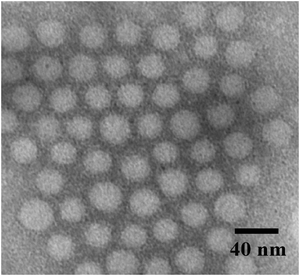 
            TEM image of the PS-b-PAA-b-PEG micelles. The micelles were stained with phosphotungstic acid.