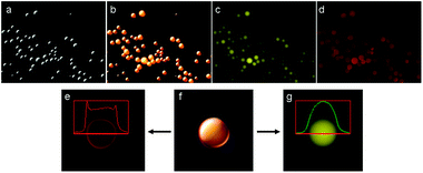 Fluorescence images of GO microspheres synthesized in the presence of nile red (magnification ×40). (a) White light mode, (b) combined image of white light and fluorescence images, (c) fluorescence image using a Yellow Fluorescent Protein filter (YFP, λex = 500 ± 25 nm, λem = 535 ± 30 nm), (d) fluorescence image using a Texas Red filter (TR, λex = 560 ± 25 nm, λem = 615 ± 20 nm), (e) fluorescence profile measurement using the TR filter, showing an increase in red fluorescence close to the microsphere's edge, (f) combined image of white light and fluorescence images, (g) fluorescence profile measurement using the YFP filter, indicating an increase in fluorescence at the microsphere's core.