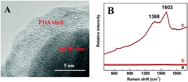 (A) Typical HRTEM image of the AgNPs@PDA. (B) Raman spectra of the AgNPs (a), PDA (b) and AgNPs@PDA (c).