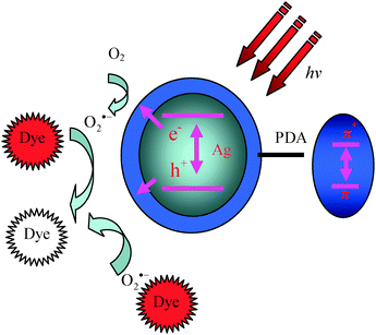 Schematic illustration of the photocatalysis mechanism of AgNPs@PDA.