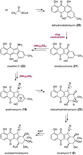 Biosyntheses of the kinamycins.