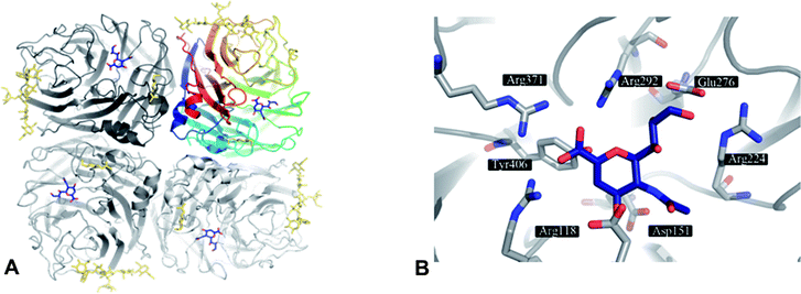 A) NA as tetramer with the inhibitor DANA (4) (blue) bound to the four active sites. The top right NA chain is coloured according to residue number. Glycosylation is indicated in gold. B) Active site of NA subtype N9 (PDB code 1f8b) with 4 (blue).