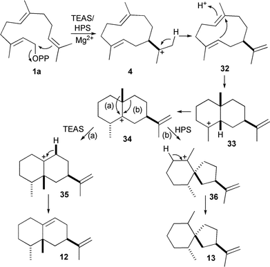 Bifurcation in sesquiterpenoid cyclisation pathways. Through the alterations of active site residues, tobacco 5-epi-aristolochene synthase (TEAS) and Hysocyamus premnaspirodiene synthase (HPS) can be tuned to transform the shared carbocationic intermediate 34 into either 5-epi-aristolochene (12) or premnaspirodiene (13).