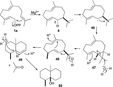 The mechanism for the biosynthesis of geosmin (50).