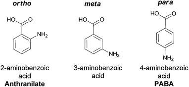 The three aminobenzoate regioisomers: anthranilate (ortho), 3-aminobenzoate (meta), 4-aminobenzoate (para).