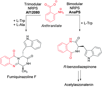 The assembly of acetylaszonalenin and fumiquinazoline F from anthranilate as chain initiating building block.
