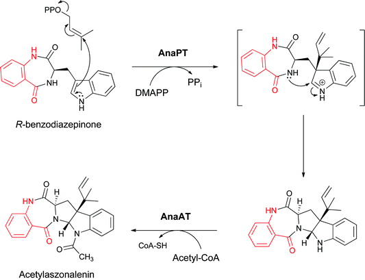 Conversion of the indolyl bezodiazepinone to the 6,7,5,5,6 pentacyclic framework of acetylaszonalenin by subsequent reverse prenylation and N-acetylation.