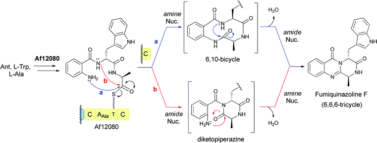 A three module NRPS assembly line for condensation of anthranilate, l-Trp, and l-Ala to form the 6,6,6-tricyclic fumiquinazoline F.