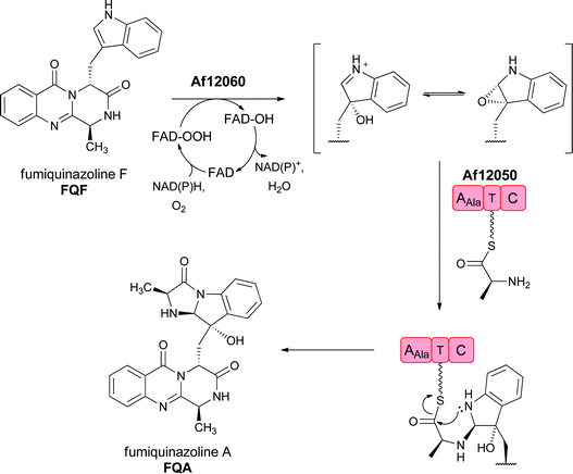 Enzymatic processing of fumiquinazoline F by sequential oxygenation at the pyrrolic double bond and annulation by an alanyl group carried on a single module NRPS generates an imidazoindolone scaffold in fumiquinazoline A.