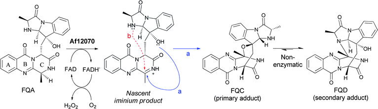 The maturation of fumiquinazoline A by an A. fumigatus tailoring oxidoreductase to FQC and FQD involves generation of a secondary imine that can be captured intramolecularly by an –OH to the hemiaminal (FQC) or by an –NH to the aminal (FQD).
