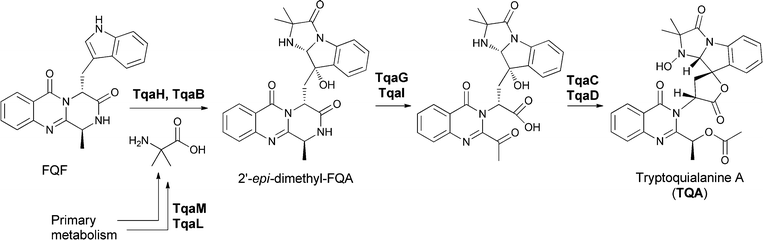 Enzymatic assembly of the tremorgenic tryptoquialanine proceeds through fumiquinazoline F on to 11′-dimethyl-2′-epi-fumiquinazoline A before directed fragmentation of the quinazoline and spirolactone formation.