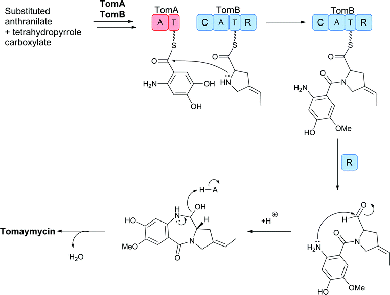 Proposed action of the two module NRPS assembly line to sequentially activate and condense 4-methyl-3-hydroxy-anthranilate and a dihydropyrrole carboxylate with cyclisation to release the 6,7,5-tricyclic scaffold of tomaymycin.