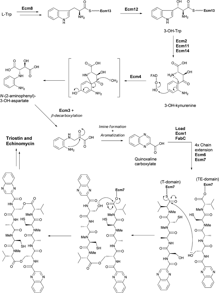 The enzymatic processing of tryptophan to quinoxaline building and subsequent assembly into antibiotics triostin and echinomycin.
