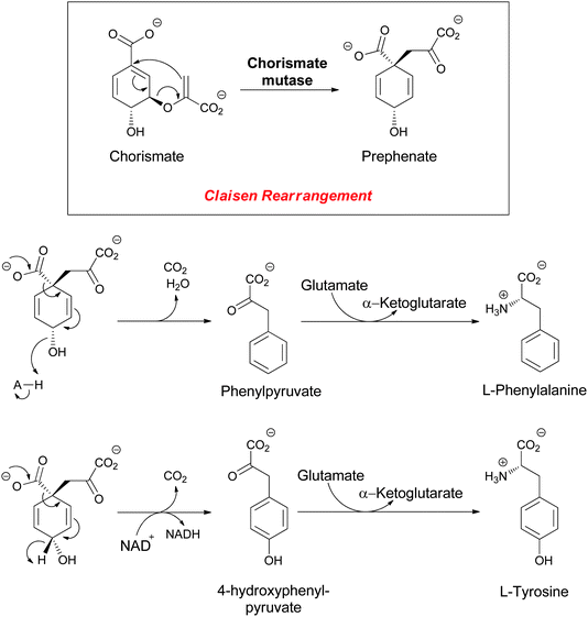 The enzymatic conversion of chorismate to prephenate, precursor to the proteinogenic amino acids l-phenylalanine (Phe) and l-tyrosine (Tyr).