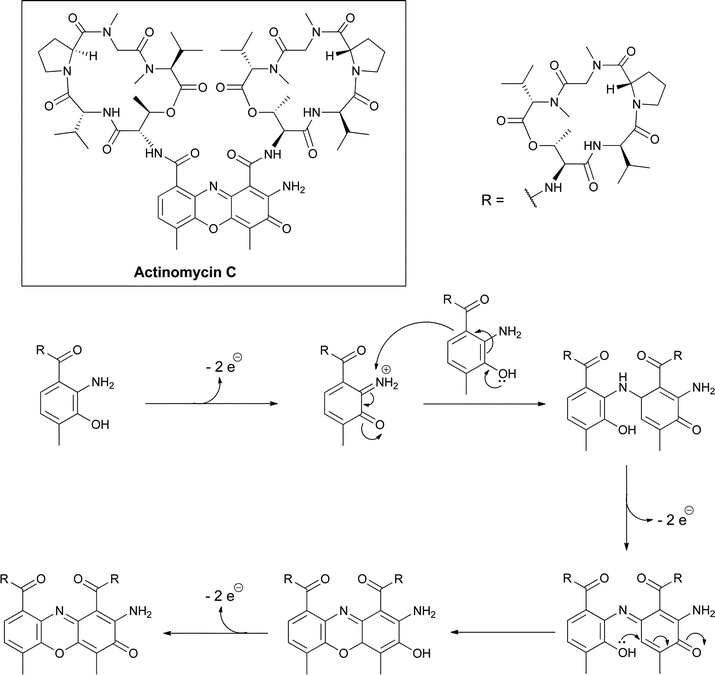 Oxidative dimerization of 4-methyl-3-hydroxy-anthranilyl tetrapeptide lactones creates the tricyclic phenoxazine scaffold in the actinomycin antitumor antibiotics.