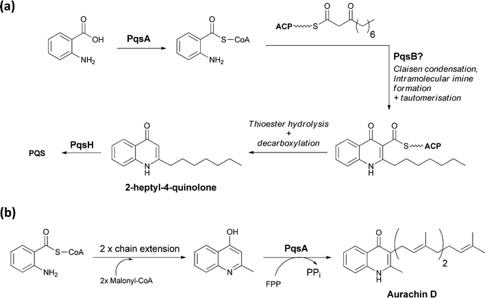 The enzymatic processing of anthranilate to quinolone scaffolds: (a) activation and condensation of anthranilate with fatty acid synthase derived intermediate en route to PQS (b) chain extension, cyclisation and prenylation of an anthranilate scaffold yields the electron transport inhibitor aurachin D.