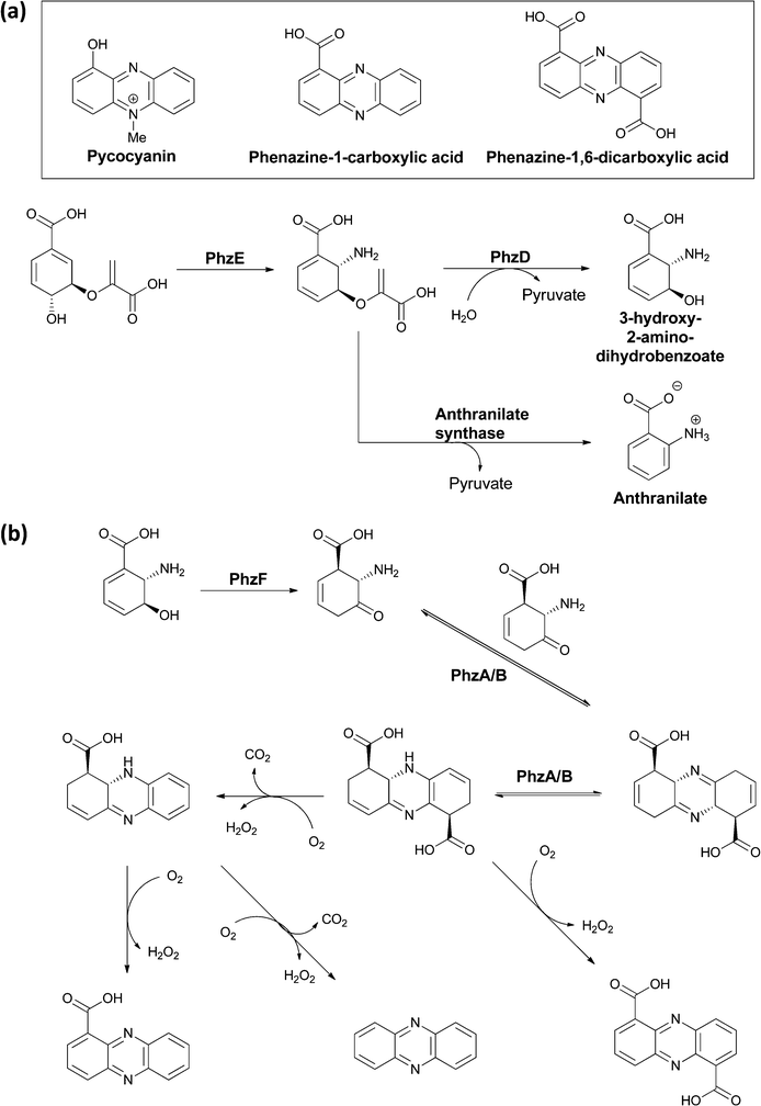 The microbial processing of chorismate to phenazines: (a) conversion of chorismate to aminodeoxychorismate is followed by PhzD-catalyzed hydrolysis of the enol ether kinkage to release 3-OH-2-NH2-2,3-dihydrobenzoate. (b) Isomerization by PhzF generates the 2-NH2-3-keto-5,6-ene tautomer that is a substrate for head to tail condensation by PhzA/B to a terahydrophenazine scaffold. Various routes of oxidation/decarboxylation can generate phenazine 1,6-dicarboxylate or phenazine-1-carboxylate.