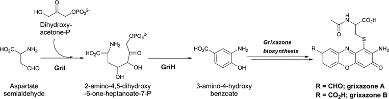 The enzymatic shuttling of primary metabolites towards 3-amino-4-hydroxybenzoate biosynthesis, and subsequent dimerization to give grixazone in Streptomyces griseus.