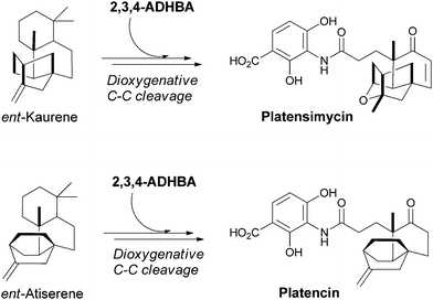 The biosynthesis of the potent bacteriocidal metabolites platensimycin and platencin. Dioxygenative cleavage of terpene derived multicyclic scaffolds, ent-kaurene and ent-antiserene, and subsequent condensation with 2,3,4-ADHBA yields the final antibiotic scaffolds.