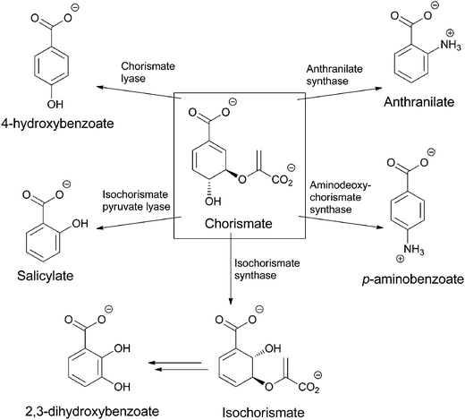 The routing of chorismate to five amino and hydroxybenzoates in microbial metabolism: anthranilate, PABA, salicylate, 2,3-dihydroxybenzoate, 4-hydroxybenzoate.