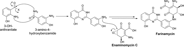 The biosynthesis of farinamycin in Streptomyces griseus. The cyclic condensation of two different aminobenzoate building blocks is followed by a coupling with the known epoxyquinone natural product enaminomycin C.