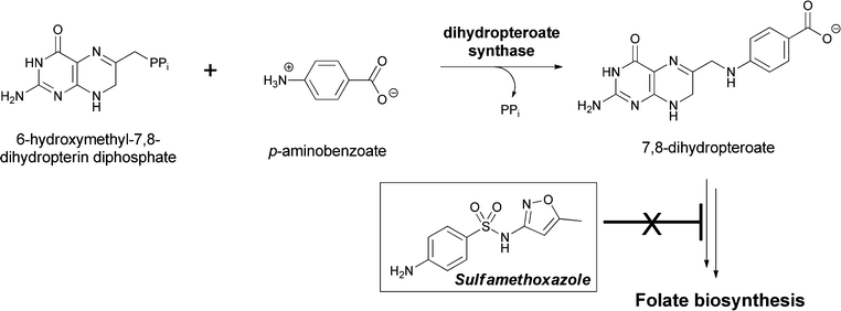 The dihydropteroate synthase reaction involves condensation of PABA with 7,8-dihydropterin-6-hydroxymethyl-PP. Release of the good leaving group PPi occurs concomitant with amide bond formation in dihydropteroate. Subsequent glutamylation yields the folate coenzyme scaffold. Sulfonamide antibiotics act as PABA analogs on this enzymatic step in folate biosynthesis.