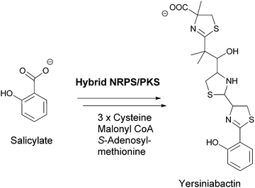 Salicylate as a building block for phenolic ligands for iron chelation in siderophores, exemplified by yersiniabactin assembly.