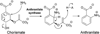 The conversion of chorismate to anthranilate by anthranilate synthase: nascent ammonia, derived from in situ hydrolysis of glutamine, acts as a SN2′′ nucleophile to produce aminodeoxyisochorismate that then undergoes aromatization by loss of the elements of pyruvate in the enzyme active site.