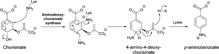 The conversion of chorismate to 4-amino-4-deoxychorismate (ADC) by two sequential SN2′′ aminations, the first from an active site lysine, the second from nascent NH3. Aromatization of ADC to 4-aminobenzoate (PABA) is catalyzed by a separate enzyme ADC lyase.