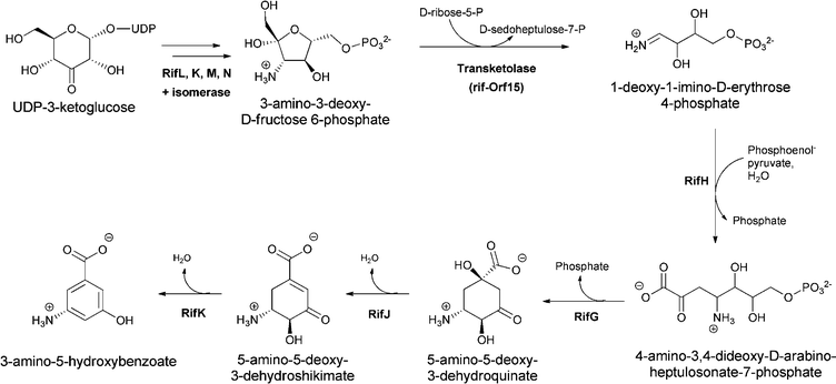 3-amino-5-hydoxybenzoate (AHBA) formation via the aminoshikimate pathway, starting from 3-amino-fructose-6-P and proceeding via amino-deoxyheptuloarabinose-7-P and aminodehydroshikimate.