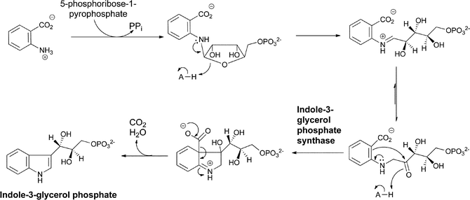 The conversion of anthranilate to indole-3-glycerol-P in tryptophan biosynthesis via N-phosphoribosylation and cyclodehydration.