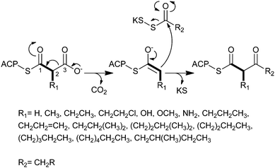 The mechanism for decarboxylative Claisen condensation in type 1 PKS elongation.