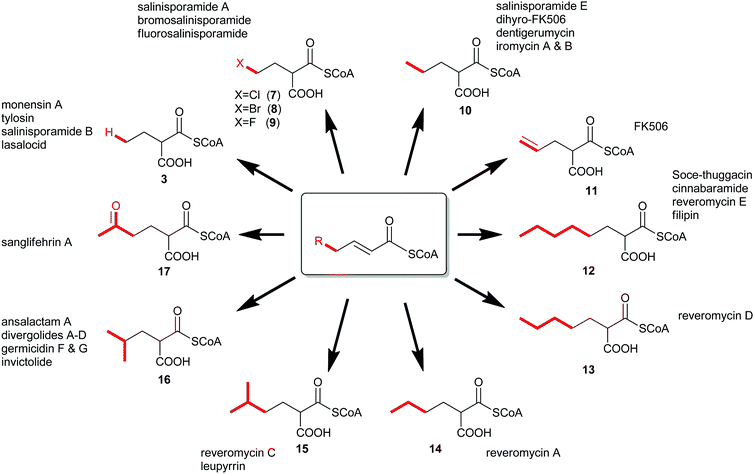 The expansion of known PKS extender units constructed by crotonyl-CoA carboxylase/reductase homologs and their associated natural products.