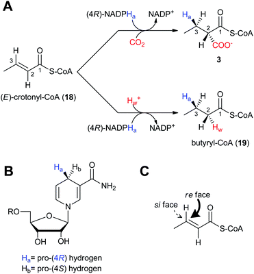 The stereochemistry and regiospecificity of CCR enzymatic reactions. A) Reductive carboxylation of (E)-crotonyl-CoA (18) to (2S)-ethylmalonyl-CoA (3) and reduction of 18 to butyryl-CoA (8). B) The pro-(4R) hydrogen (Ha) of NADPH is transferred to the C) re face of (E)-crotonyl-CoA (18).