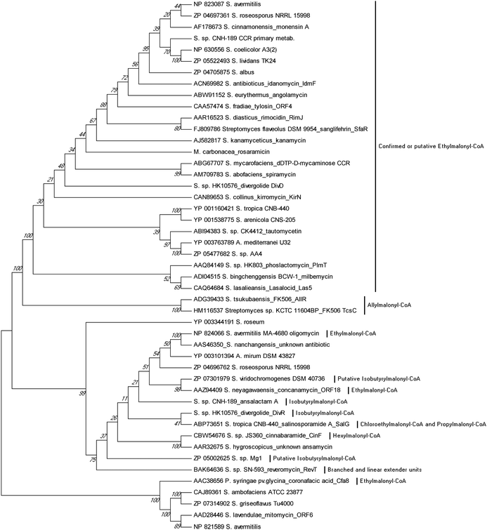 Phylogenetic analysis of CCR homologs from characterized biosynthetic gene clusters. Their evolutionary history was inferred using the UPGMA method from 1000 replicates. The analysis involved 47 protein sequences. Evolutionary analyses were conducted in MEGA5.94