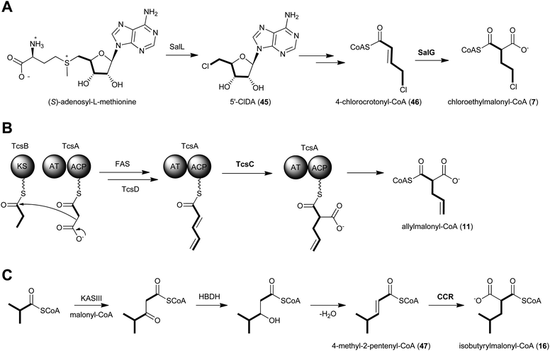 Proposed biosynthetics pathways for the dedicated PKS extender units A) chloroethylmalonyl-CoA (7), B) allylmalonyl-CoA (11) and C) isobutyrylmalonyl-CoA (16).