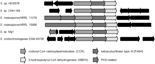 Orthologous gene neighborhoods to the isobutyrylmalonyl-CoA (16) pathway of the divergolide (66–69) producer, Streptomyces sp. HKI0576, putatively involved in the biosynthesis of branched PKS extender units.