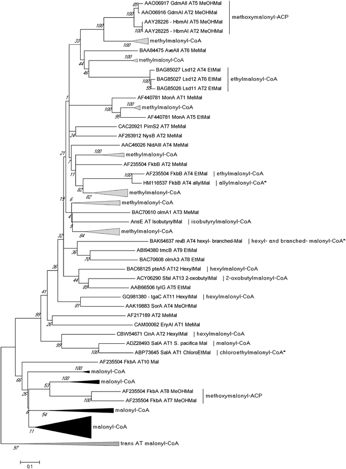 Phylogenetic analysis of 130 acyltransferase (AT) domains from characterized and putative PKS proteins. The evolutionary history was inferred using the Neighbor-Joining method, and the bootstrap consensus tree was generated from 1000 replicates. Evolutionary analyses were conducted in MEGA5.94 Asterisks (*) indicate that AT domains accept multiple extender units.